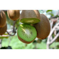 2011 fresh kiwi fruit with the best price